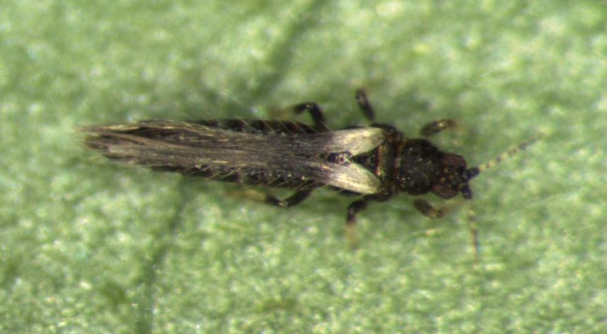 Controlling Echinothrips americanus with predatory mites and bugs Controlling Echinothrips americanus with predatory mites and bugs