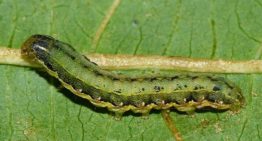 Tomato spurs caterpillars to cannibalism