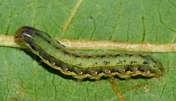 Tomato spurs caterpillars to cannibalism