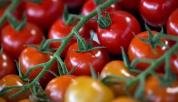 More greenhouse vegetables but fewer ornamental plants grown in the Netherlands