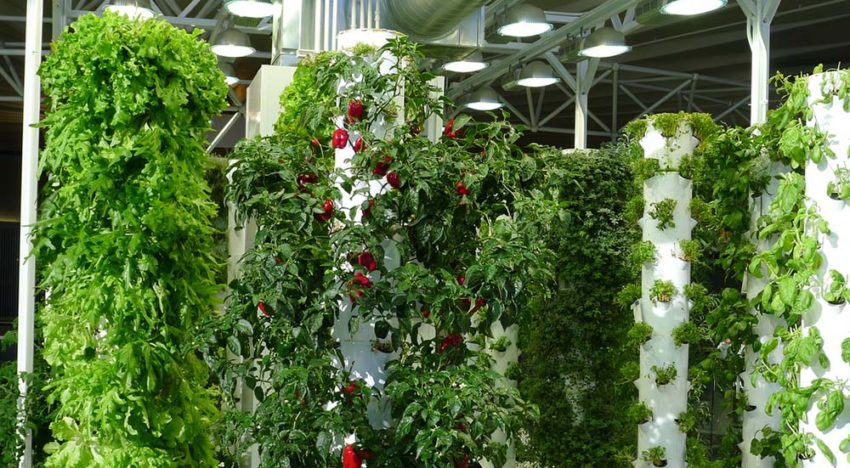 EU: ‘Substrate cultivation no longer organic’