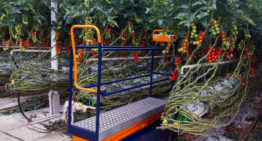 Plantalyzer works as automatic counting system for tomatoes in greenhouses