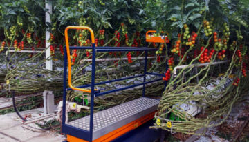 Plantalyzer works as automatic counting system for tomatoes in greenhouses