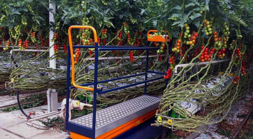 Plantalyzer works as automatic counting system for tomatoes in greenhouses
