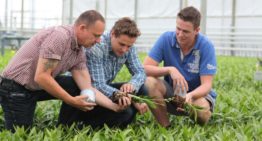‘Our Dendrobium plants are growing much faster and more uniformly’