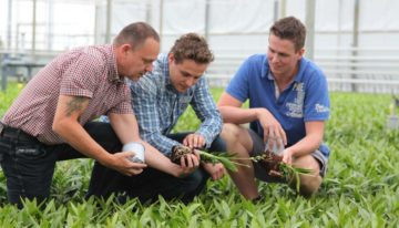‘Our Dendrobium plants are growing much faster and more uniformly’