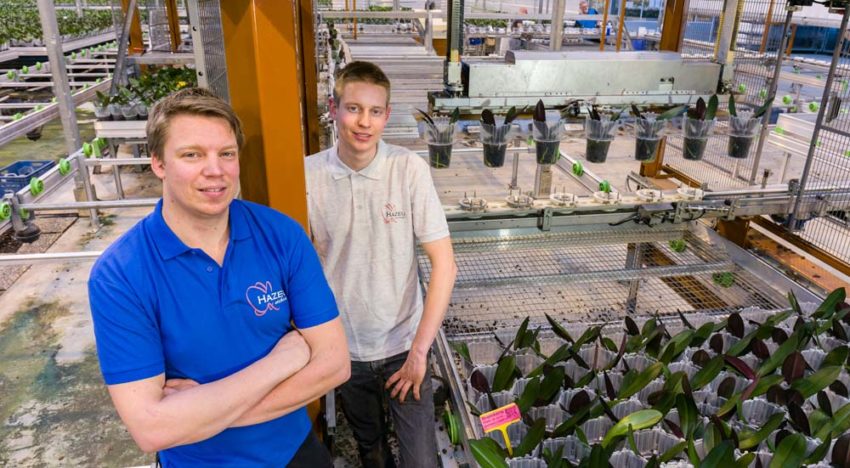 Robot automatically spaces young pot orchids right distance apart