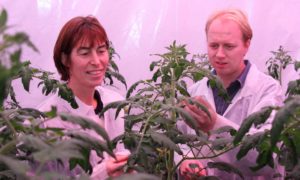 Next step is to develop dynamic light recipes with the light colour adjusted to meet the needs of the plant at different times of the day or growth phase