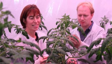 First trial with dynamic light recipe in tomatoes ups production by 8%