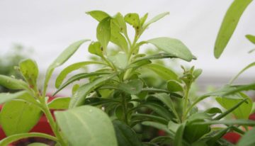 Fungi and bacteria boost resistance to pests and diseases