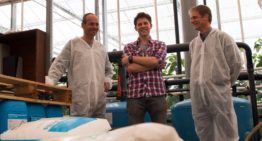 Well-balanced root environment ensures good nutrient uptake