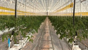 Pioneering climate control solution in tomato greenhouse