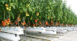 Strong tomato crop with less gas in 2SaveEnergy greenhouse