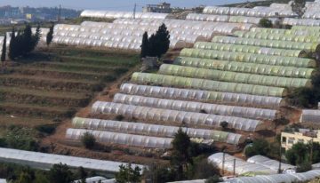 Strengthening the Lebanese horticulture sector