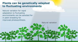 WUR research demonstrates natural genetic variation photosynthesis