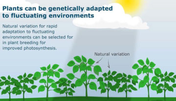 WUR research demonstrates natural genetic variation photosynthesis