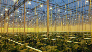 Dutch aubergines now also available in winter