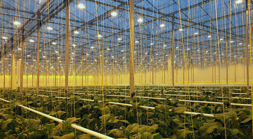 Dutch aubergines now also available in winter