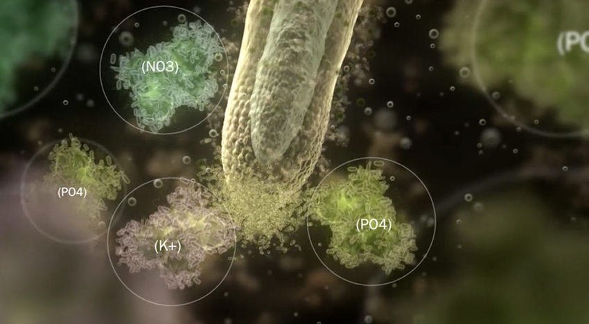 Plant Health Cure presents explanatory video about root growth