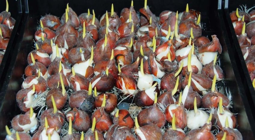 Plant growth promoting rhizobacteria in bulb production