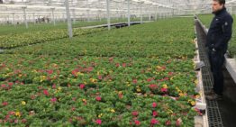 First tentative steps with biochar turn out positive