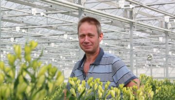 Hybrid lighting ramps up alstroemeria yields