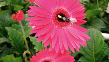 Slowing down crop transpiration cuts energy consumption