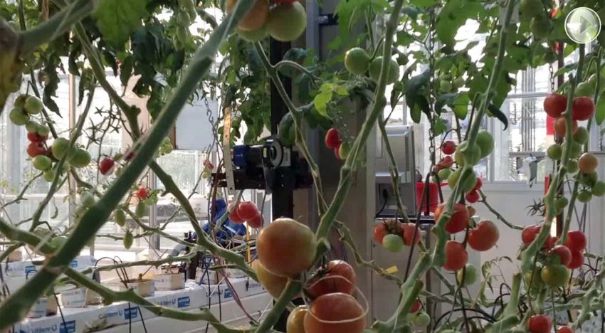 Precision Horticulture Programme focuses on plant level