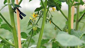 Too little insight about factors that effect flowering