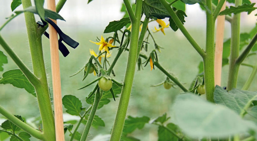 Too little insight about factors that effect flowering