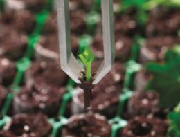 Automate the sticking of cuttings