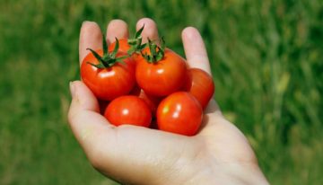 Special packaging material keeps tomatoes fresh for 30 days