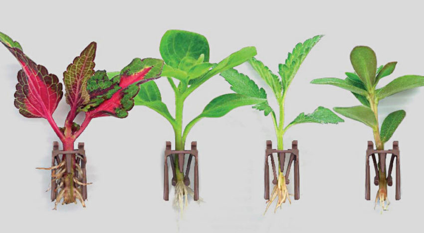 Dümmen Orange introduces new rooting technology