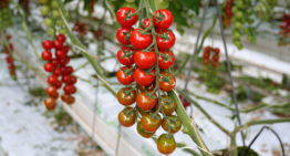 Flemish scientists produce fertiliser from waste flows