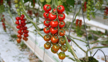 Flemish scientists produce fertiliser from waste flows