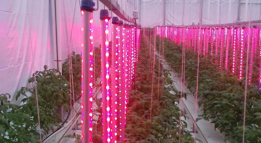 Vertical interlighting for high-wire crops Vertical interlighting for high-wire crops