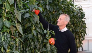 Split-root system harvests sodium and removes it via the crop