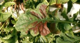 Plants wouldn’t be green without magnesium