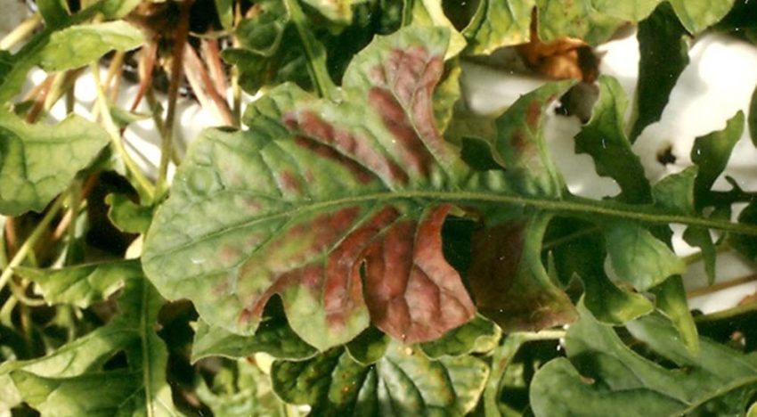 Plants wouldn’t be green without magnesium