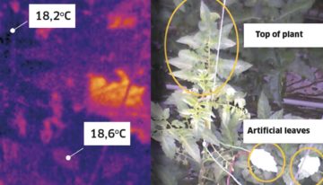 Intensive screening promotes transpiration from the top