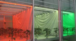 Thinking about light in new project