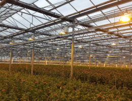 Direct Current highly promising alternative in horticulture