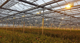 Direct Current highly promising alternative in horticulture