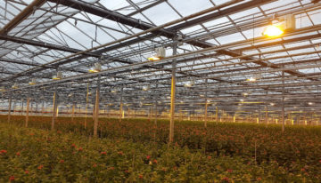 Direct Current highly promising alternative in horticulture