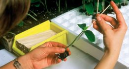 Propagation via grafting and cuttings has big impact on plants