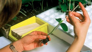 Propagation via grafting and cuttings has big impact on plants
