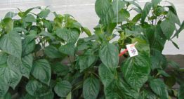 Crop protection products much more effective with adjuvants