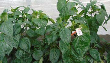 Crop protection products much more effective with adjuvants