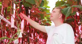 “It’s all about the right balance between yield and fruit weight”