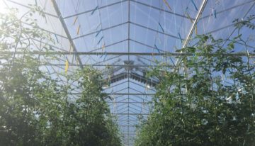 Cleaning greenhouse glass regularly should be a no-brainer